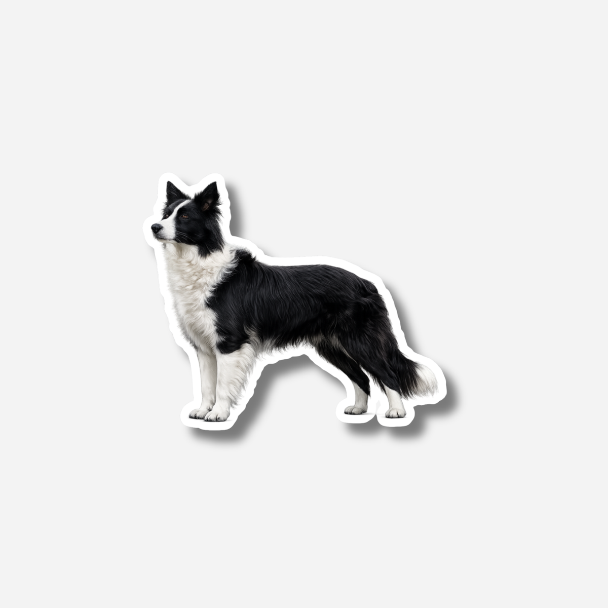 Bordercollie