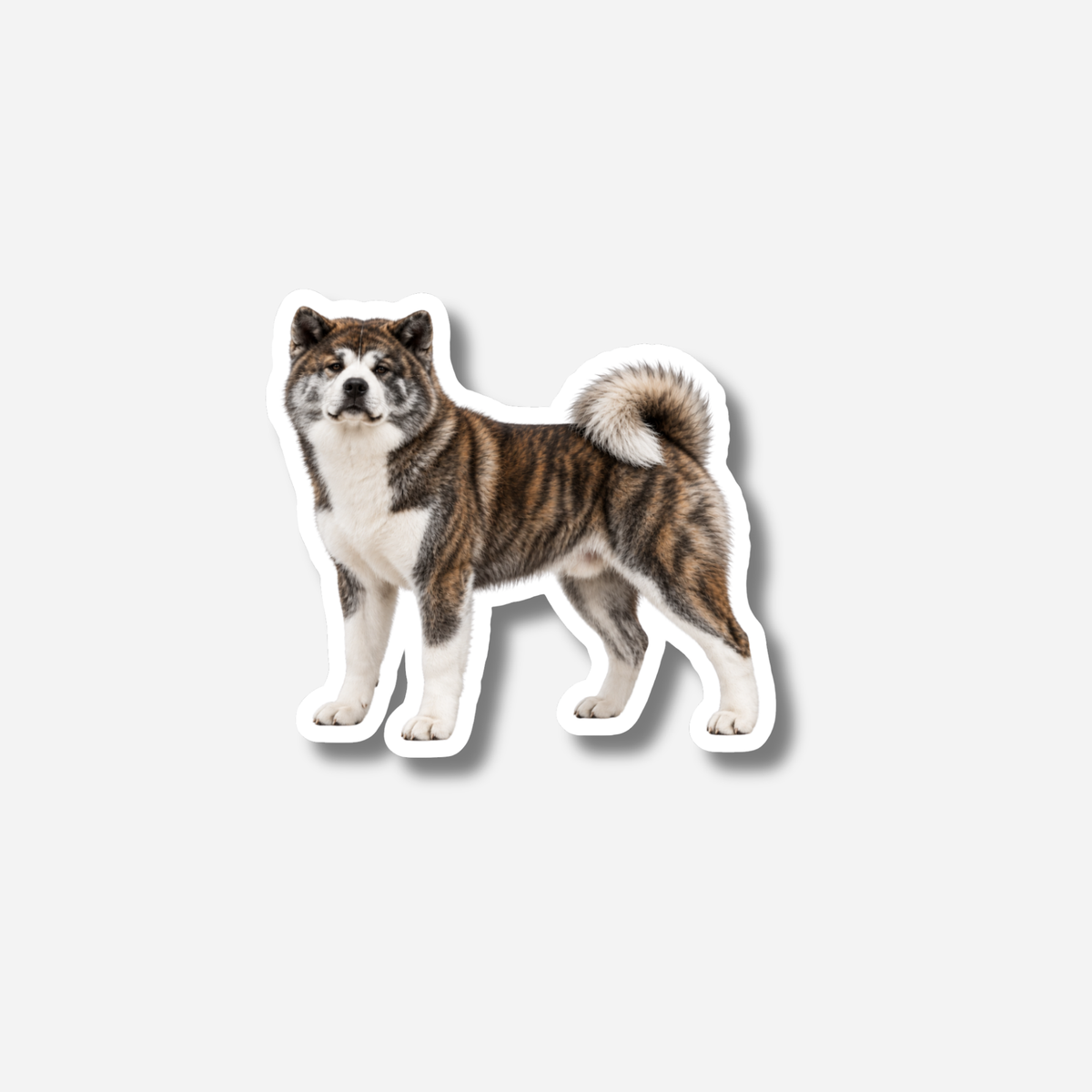 Akita magneetti