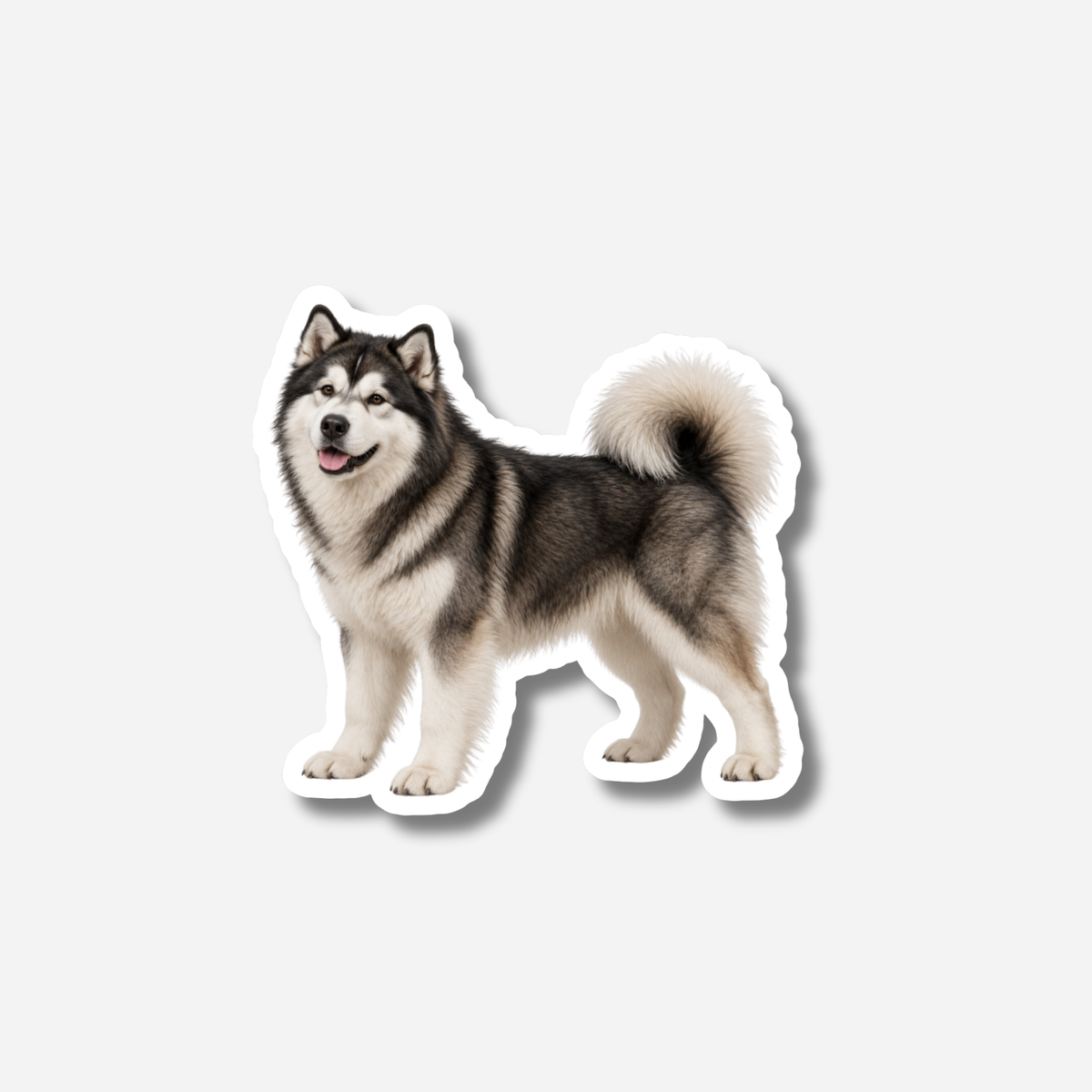 Alaskanmalamuutti magneetti