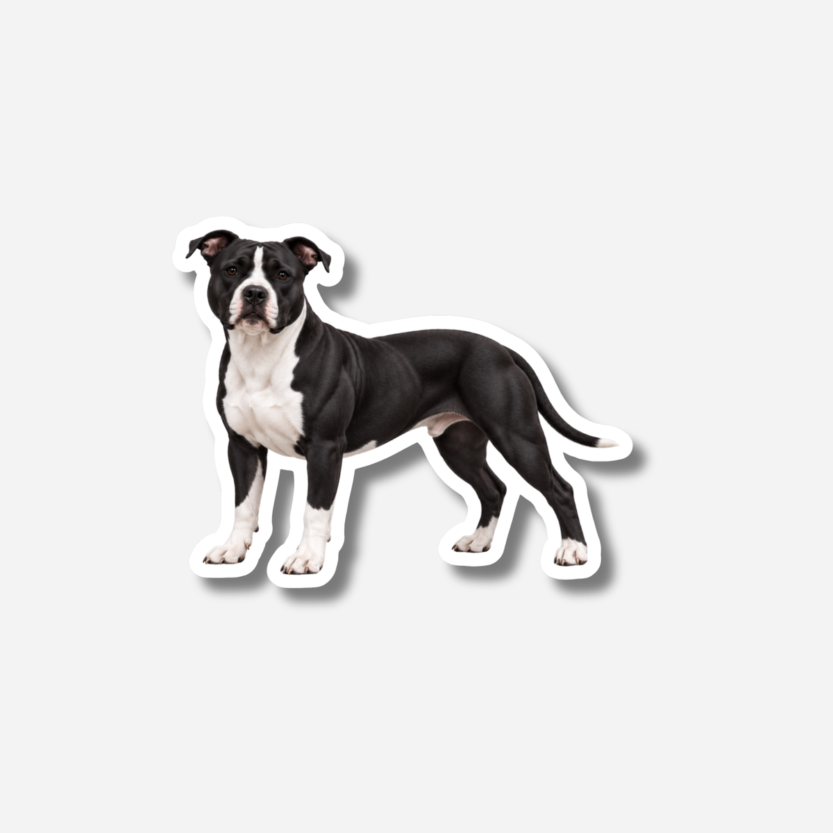 Amerikanstaffordshirenterrieri magneetti