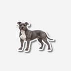 Amerikanstaffordshirenterrieri magneetti