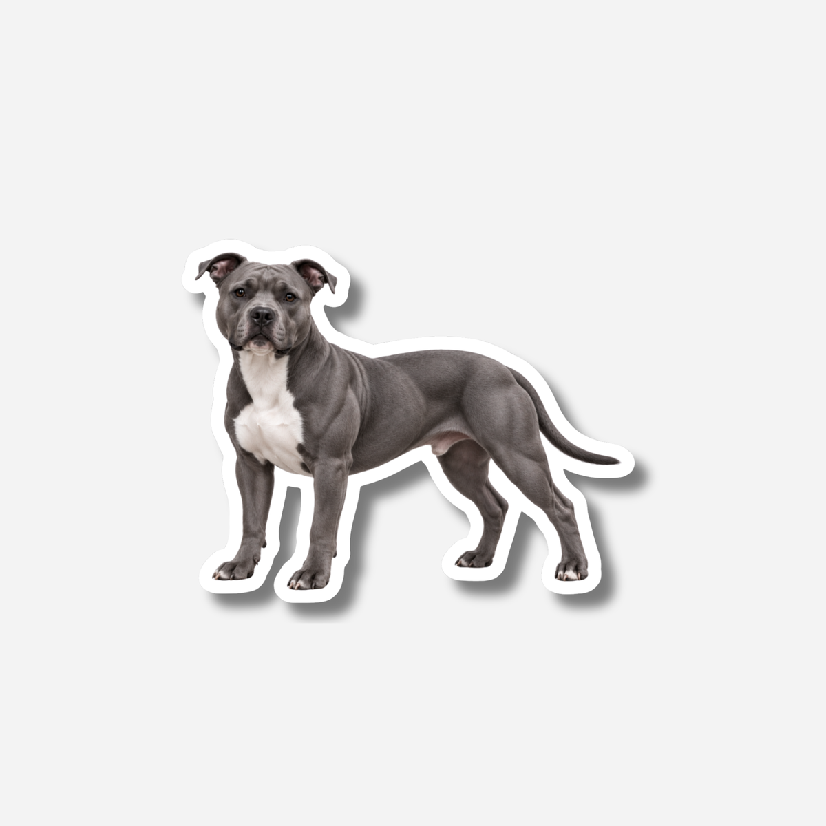 Amerikanstaffordshirenterrieri magneetti