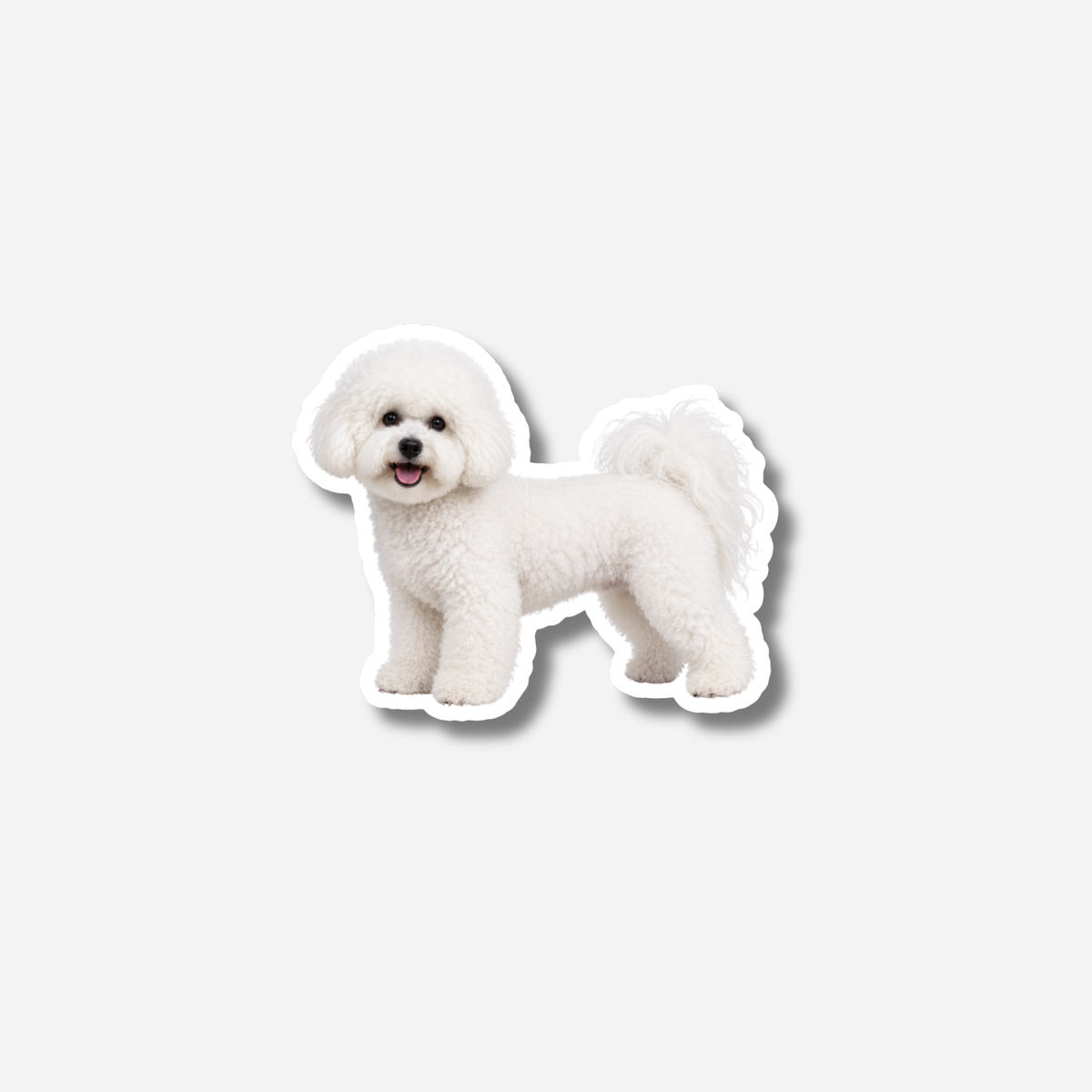 Bichon frisé magneetti