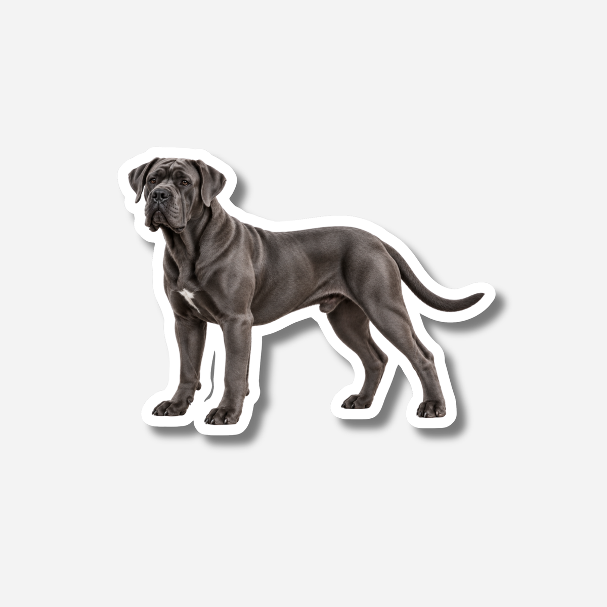 Cane corso magneetti