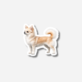 Chihuahua Magneetti