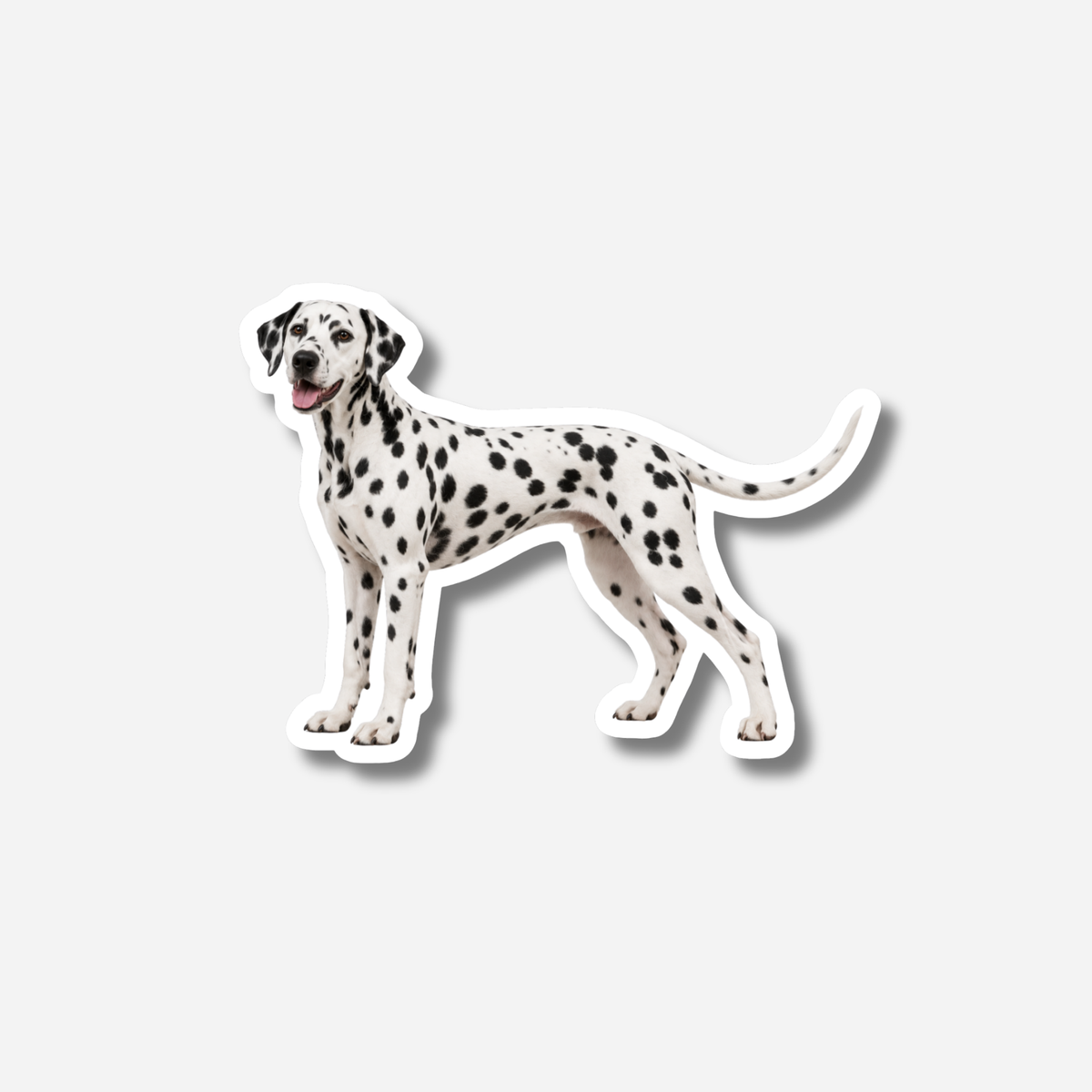 Dalmatialainen magneetti