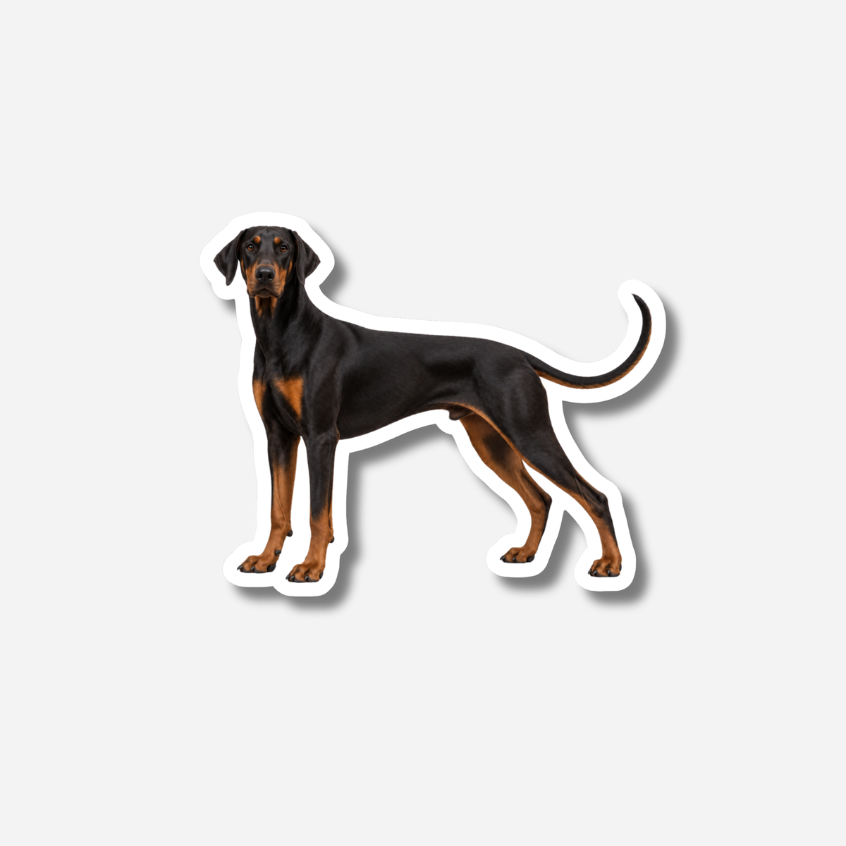 Dobermann magneetti