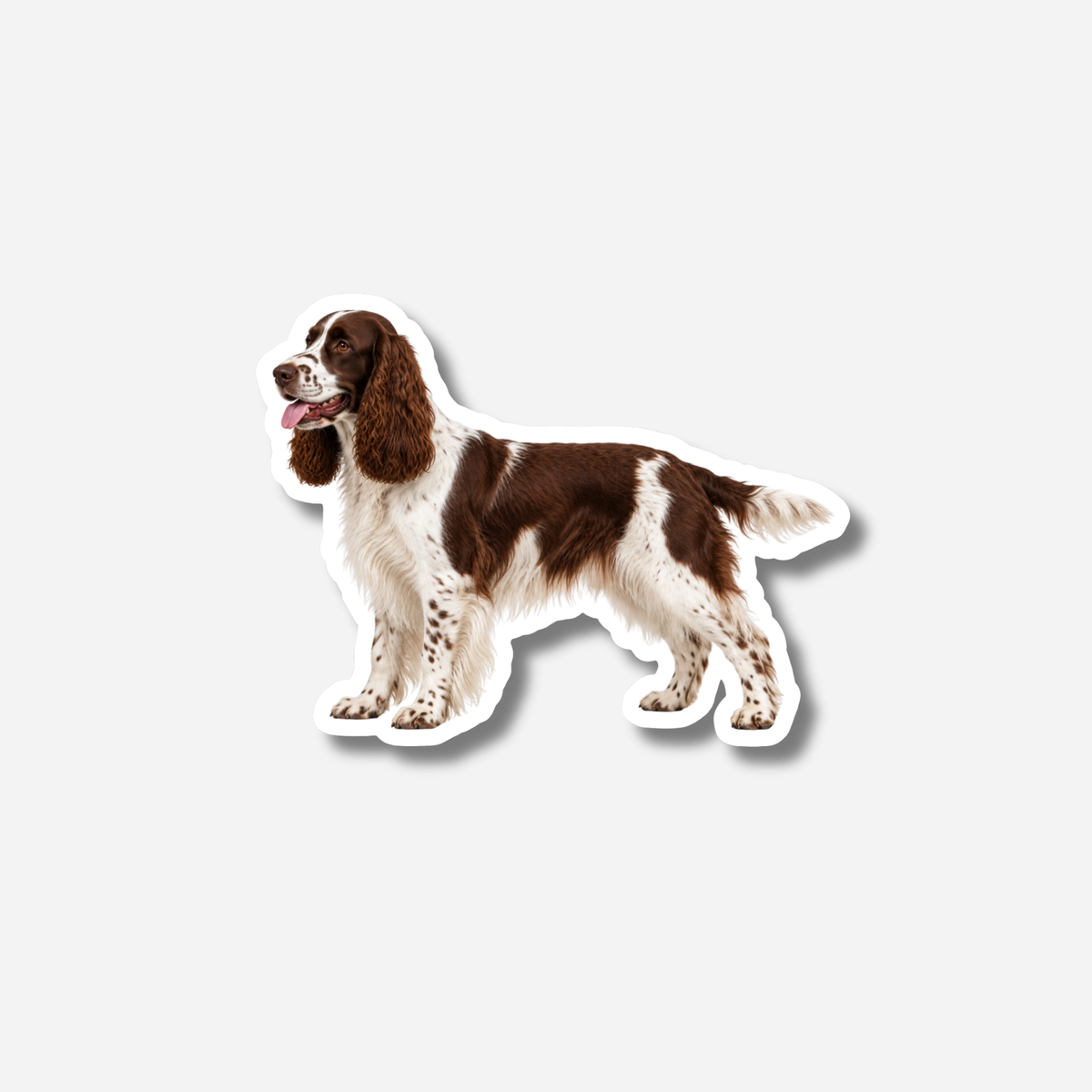 Englanninspringerspanieli magneetti