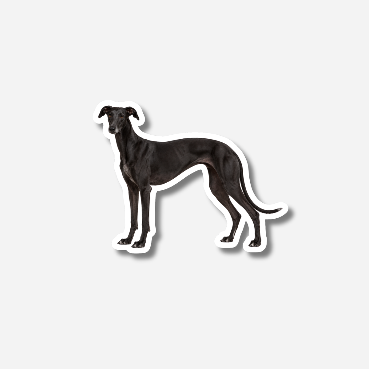 Galgo magneetti