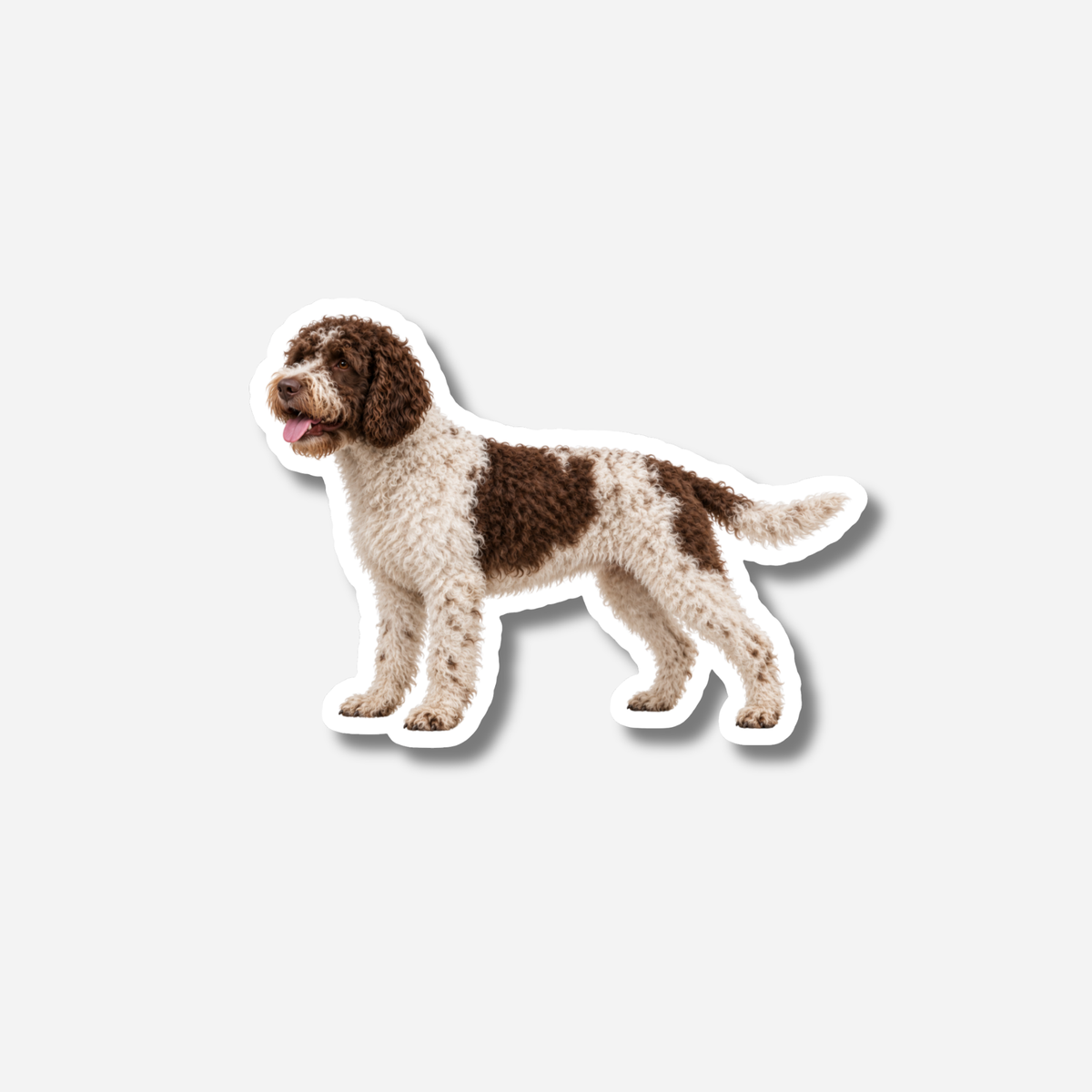 Lagotto magneetti