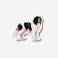Landseer magneetti