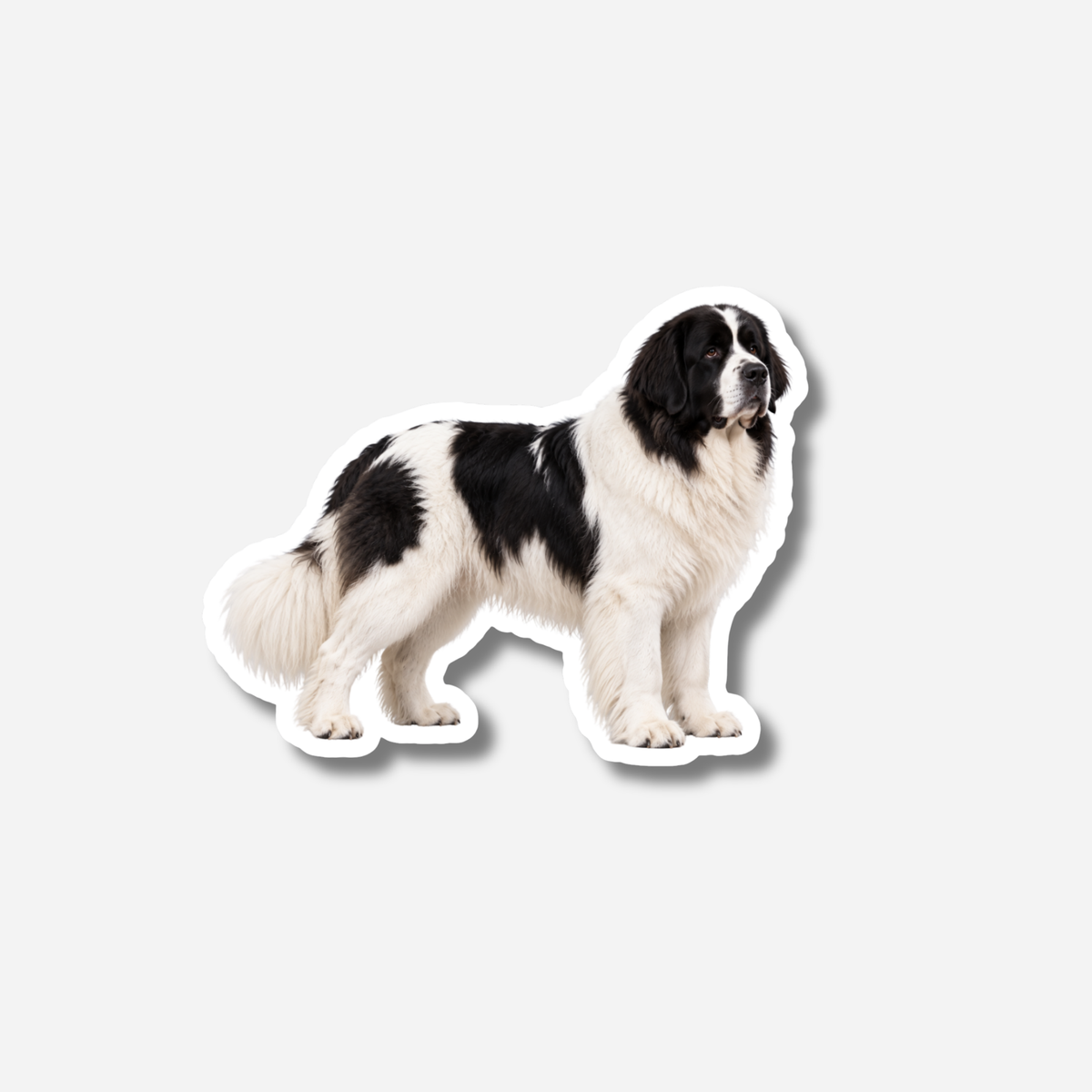 Landseer magneetti