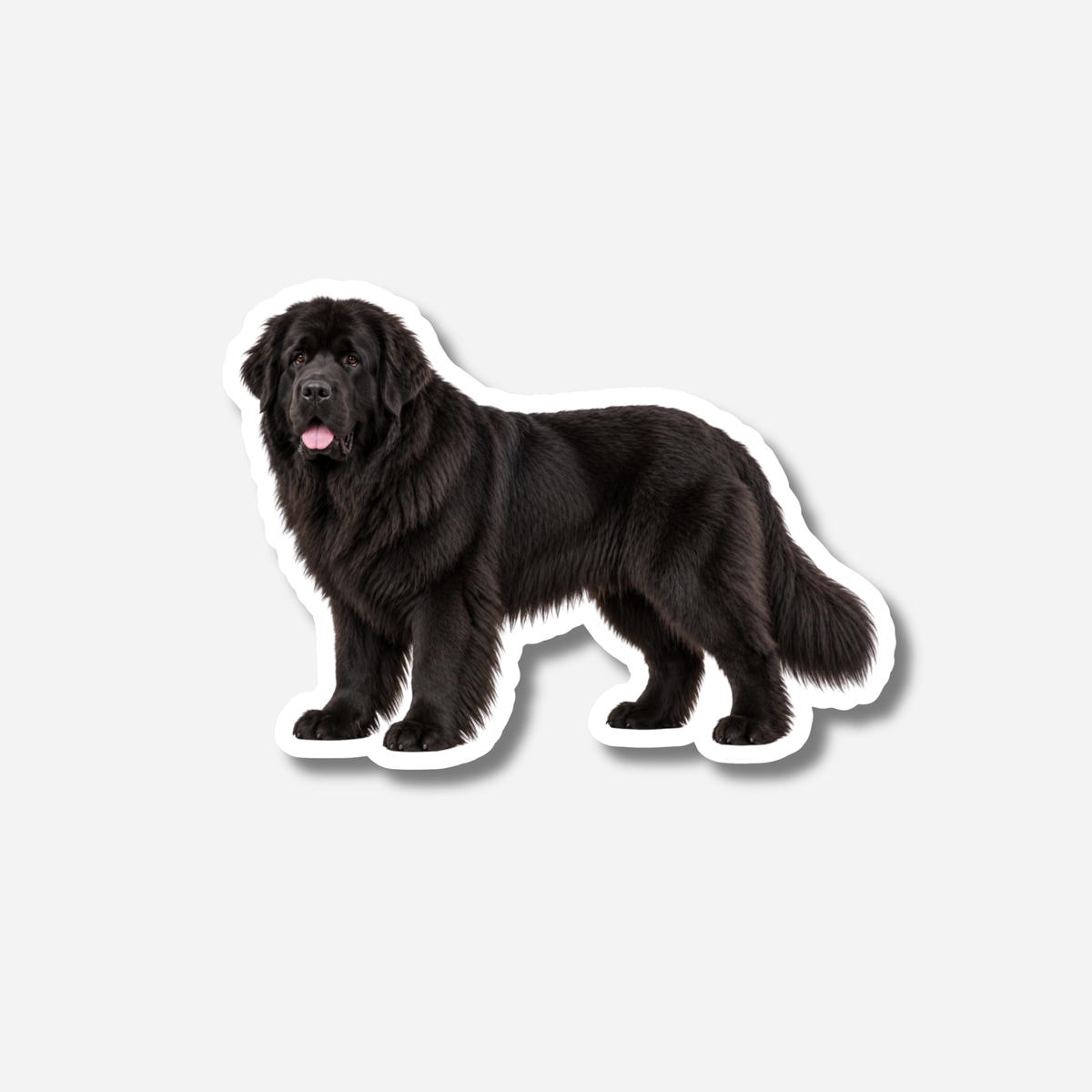 Newfoundlandinkoira magneetti