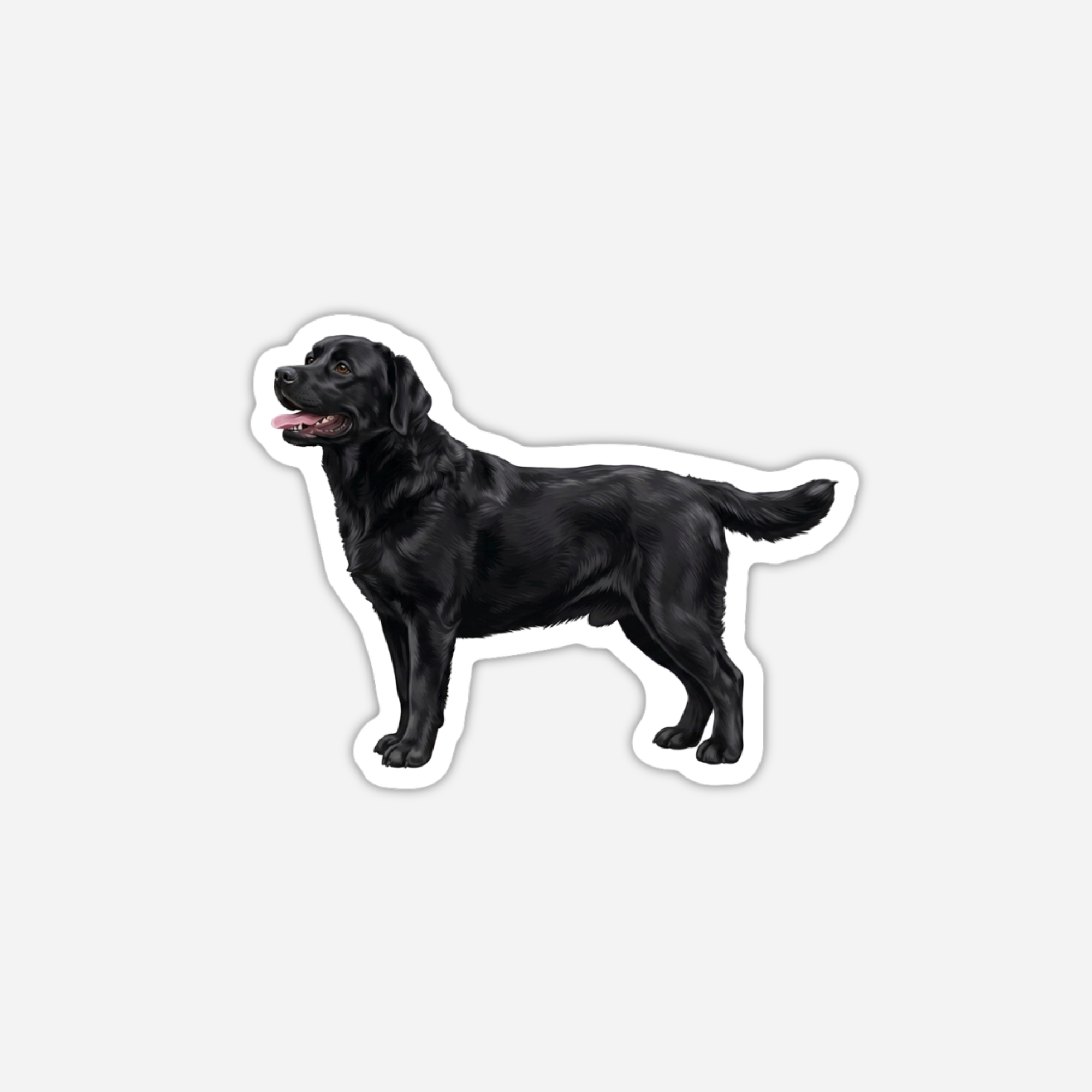 Labradorinnoutaja Tarra