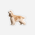 Cockerspaniel Tarra