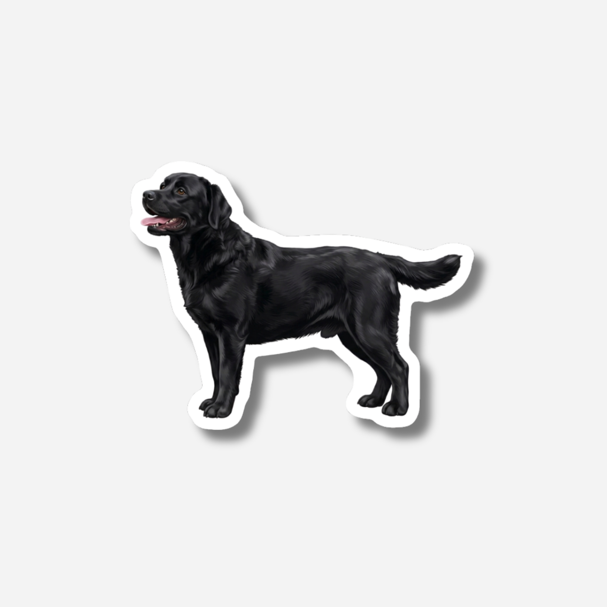 Labradorinnoutaja Magneetti