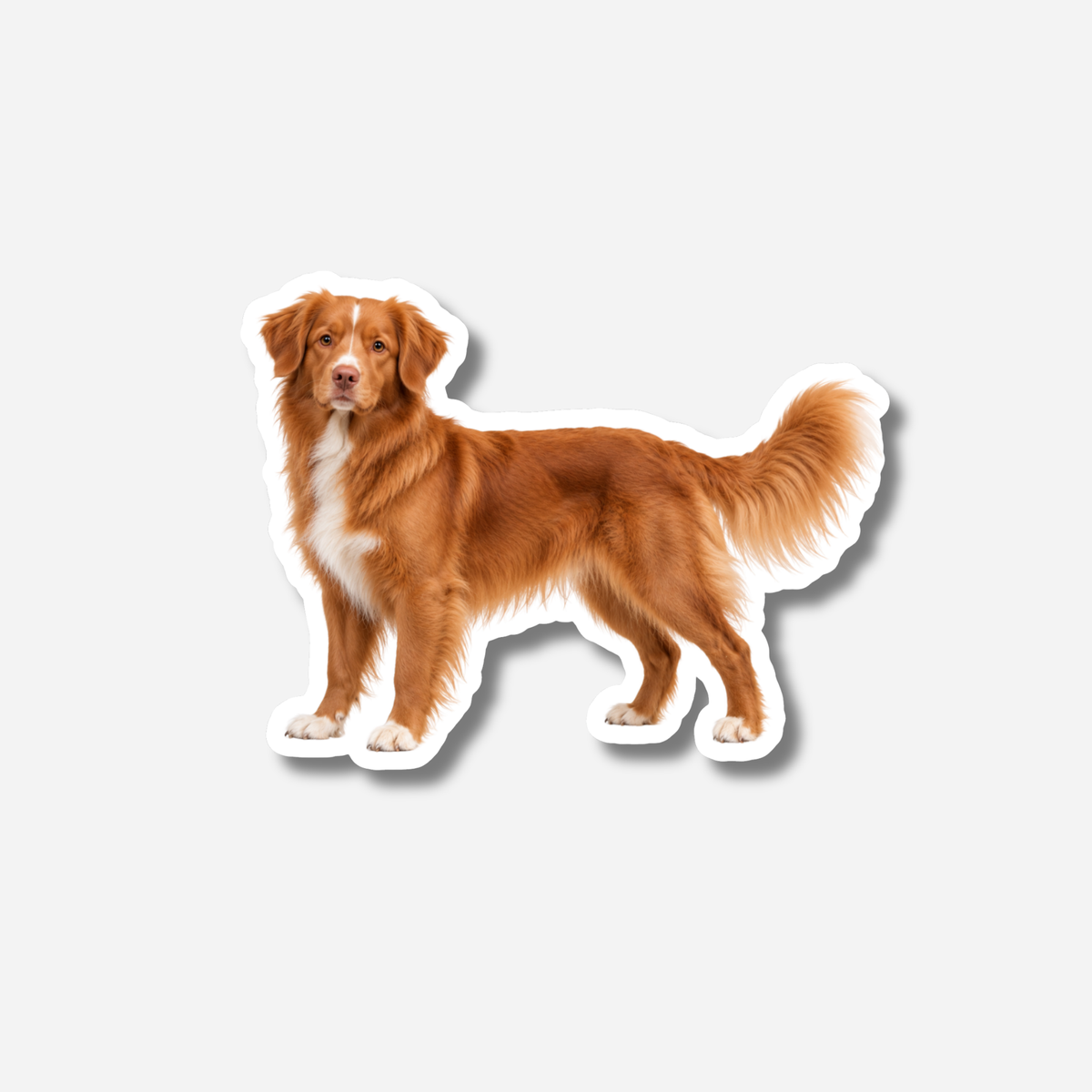 Novascotiannoutaja magneetti