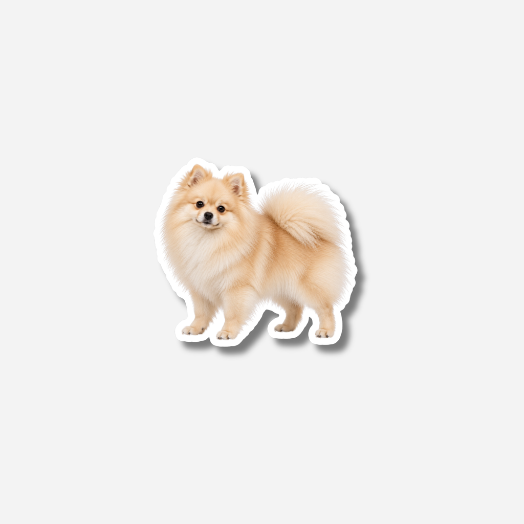 Pomeranian magneetti