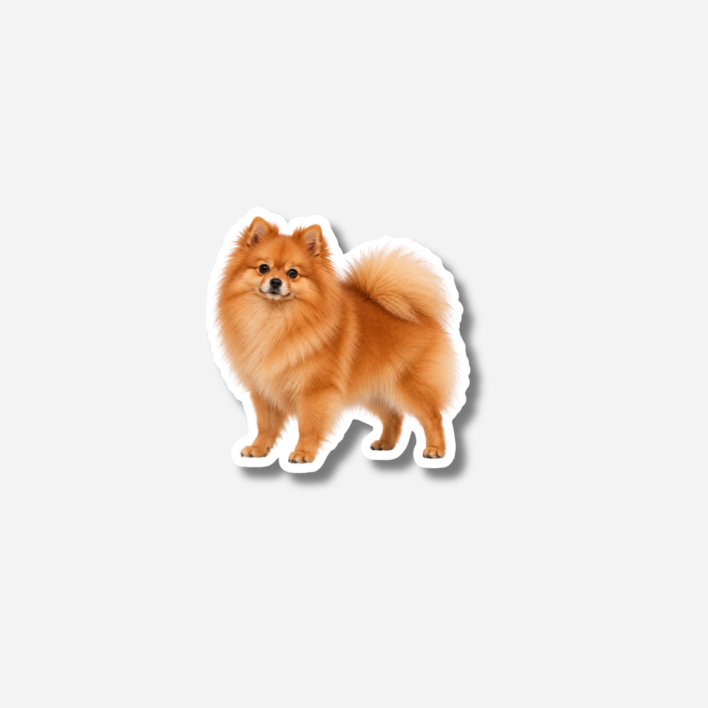 Pomeranian magneetti
