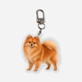 Pomeranian Avaimenperä