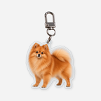 Pomeranian Avaimenperä