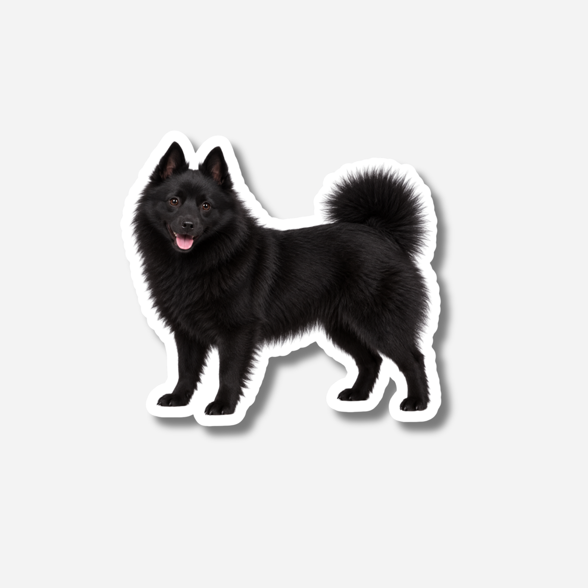 Schipperke magneetti