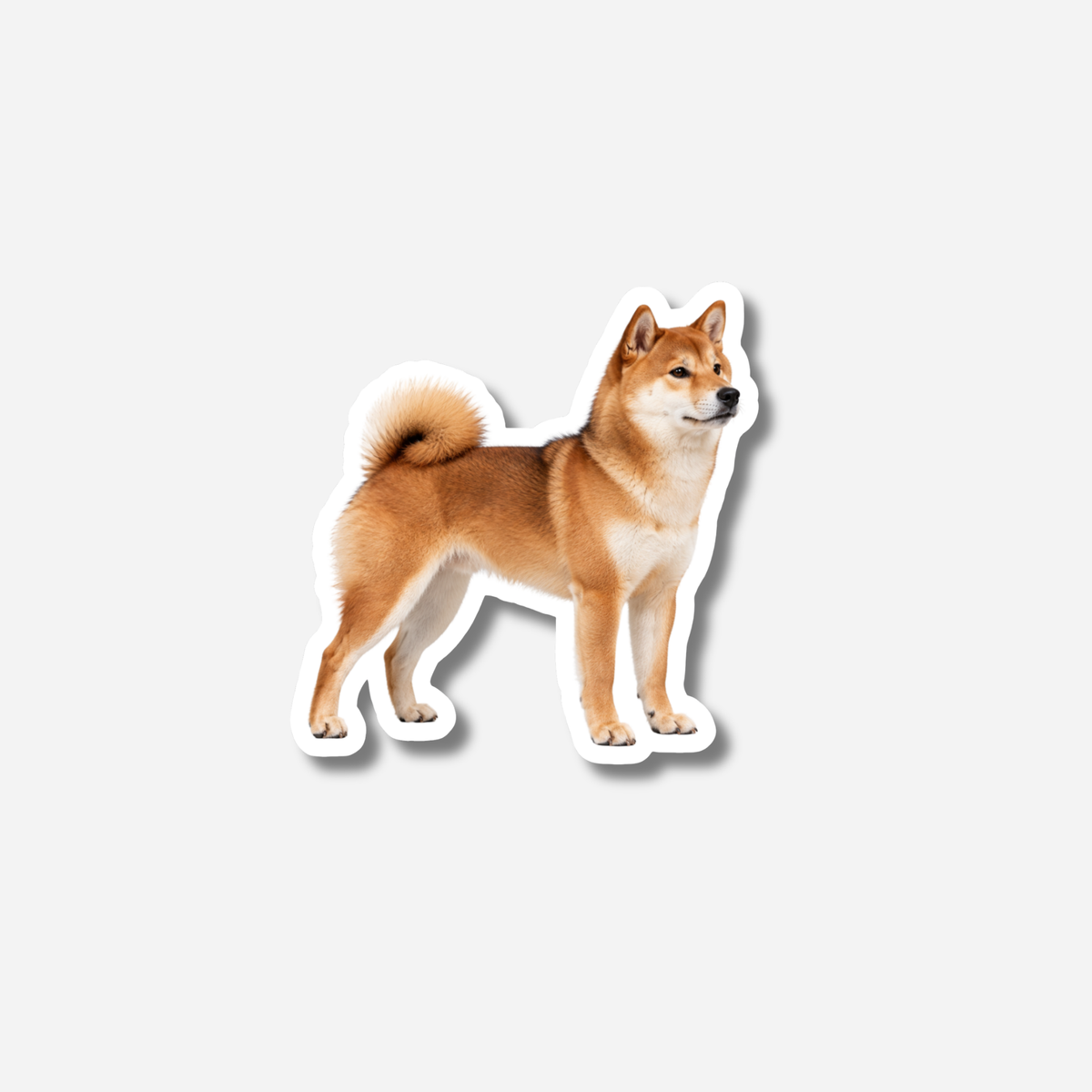 Shiba magneetti