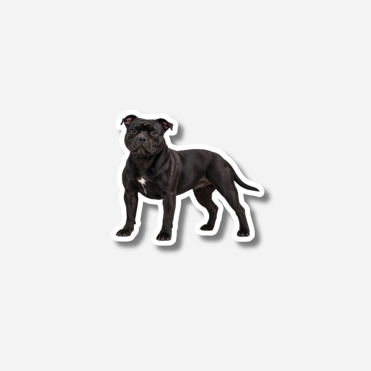Staffordshirenbullterrieri magneetti