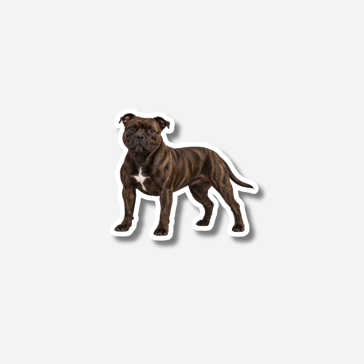 Staffordshirenbullterrieri magneetti