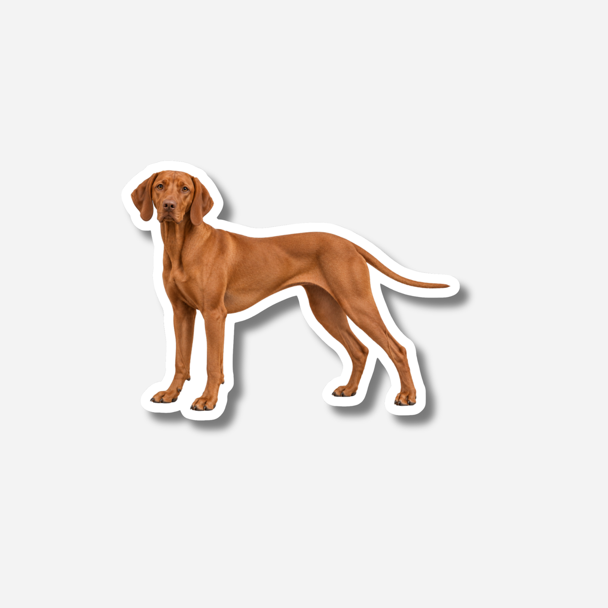 Unkarinvizsla magneetti