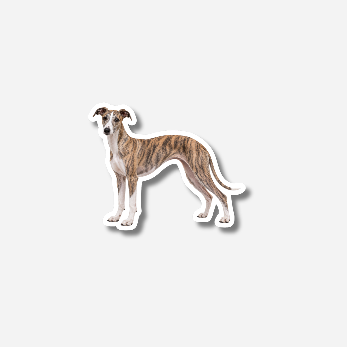 Whippet magneetti