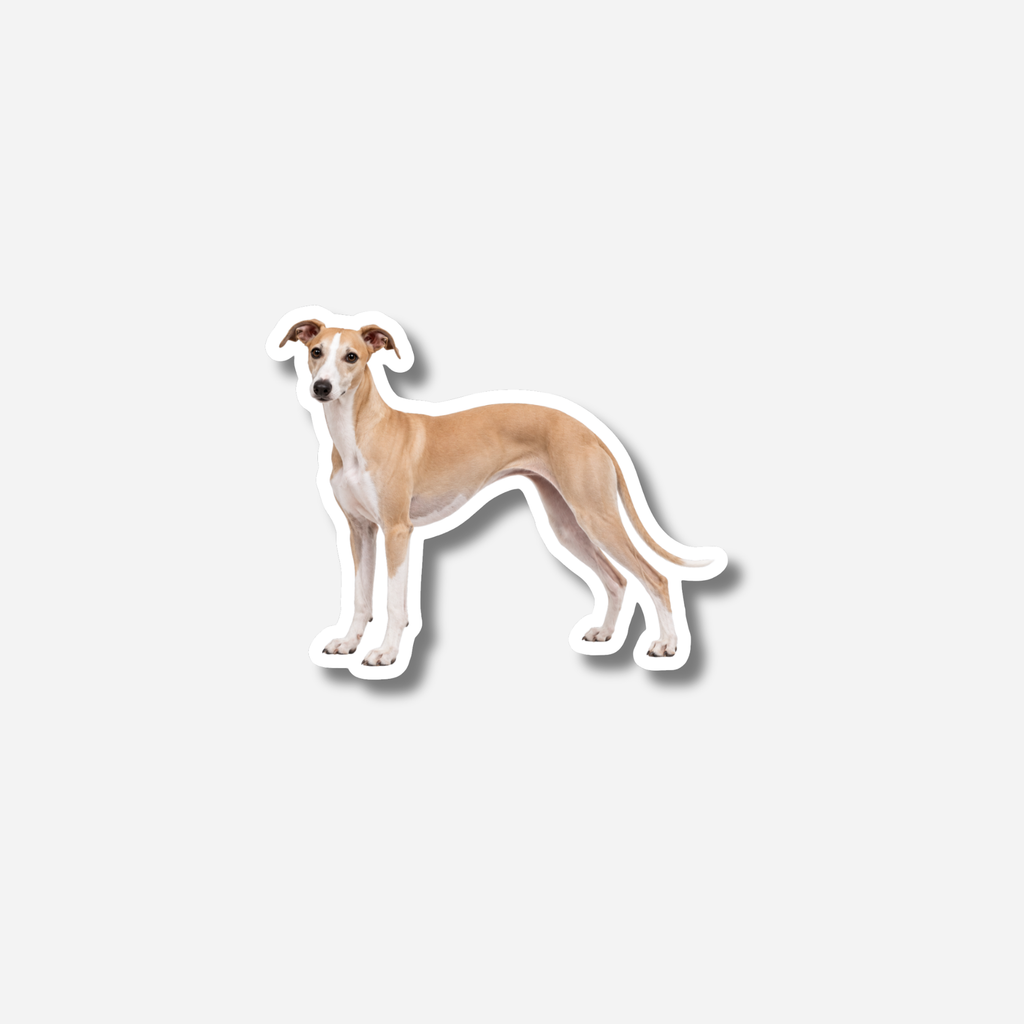 Whippet magneetti