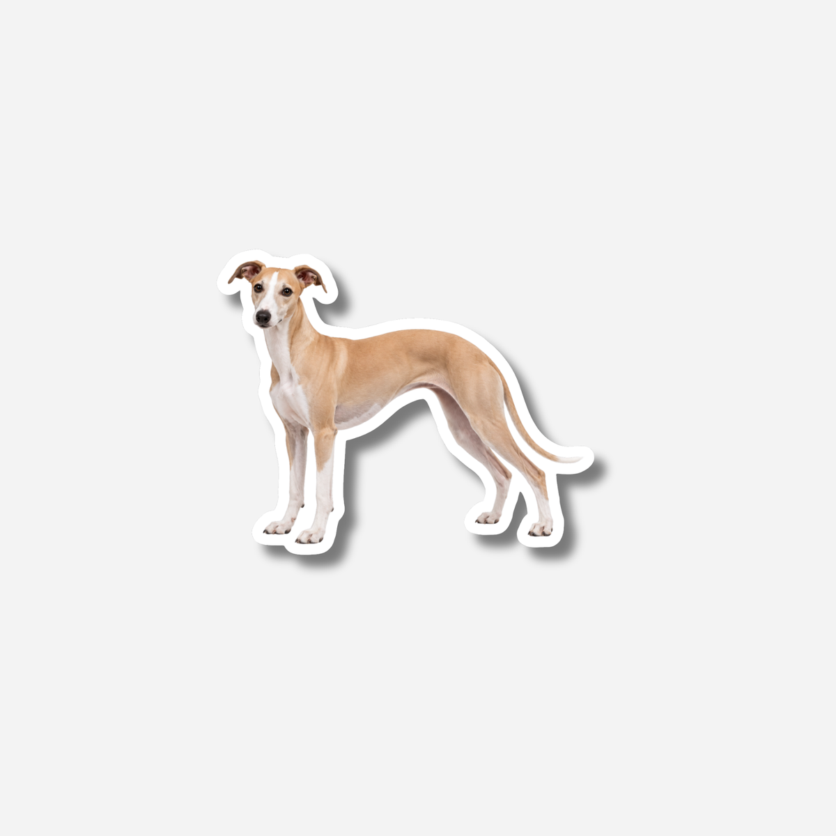 Whippet magneetti