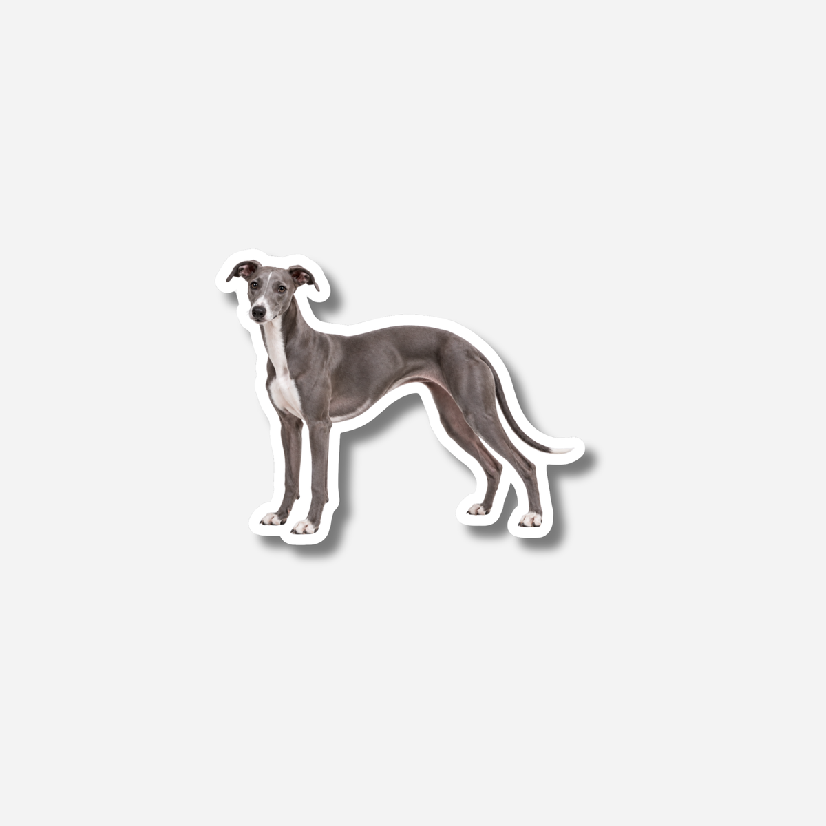 Whippet magneetti
