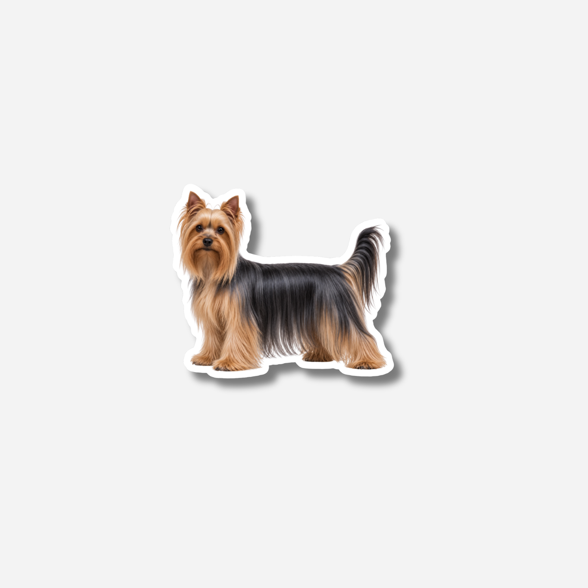 Yorkshirenterrieri magneetti