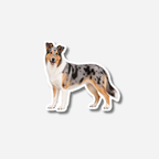 Lyhytkarvainen collie magneetti
