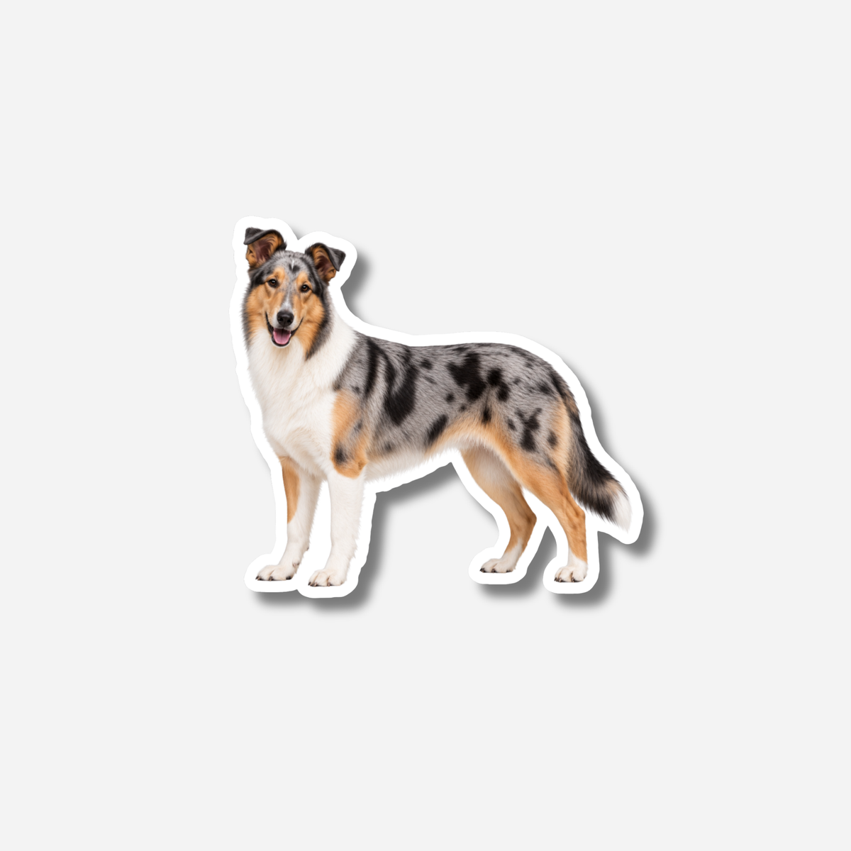 Lyhytkarvainen collie magneetti