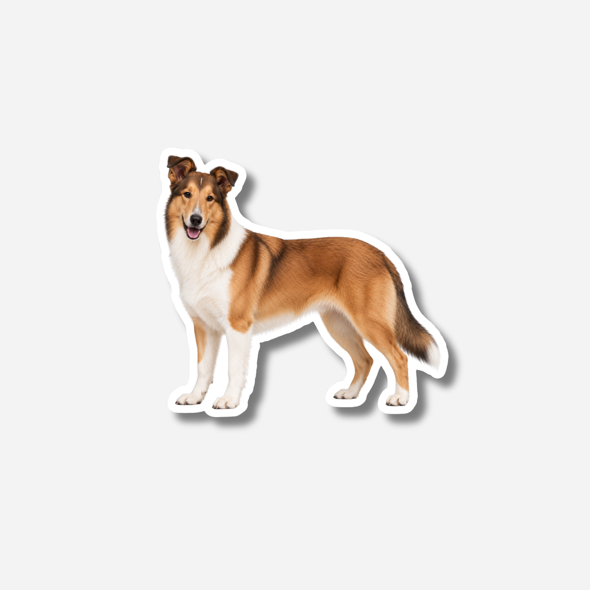 Lyhytkarvainen collie magneetti