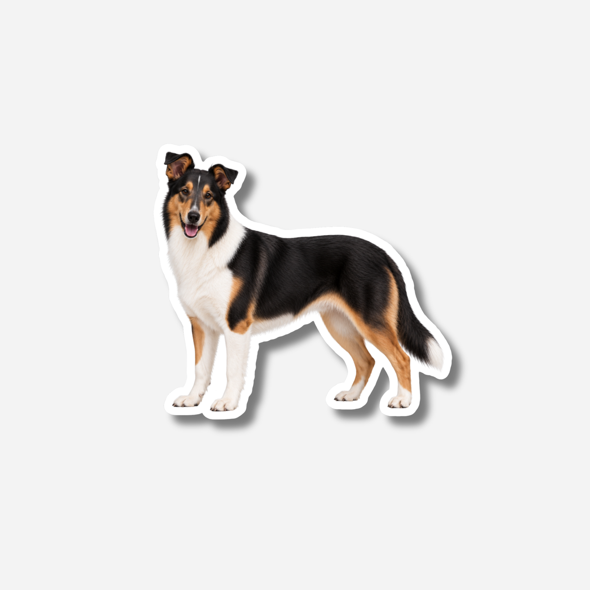 Lyhytkarvainen collie magneetti