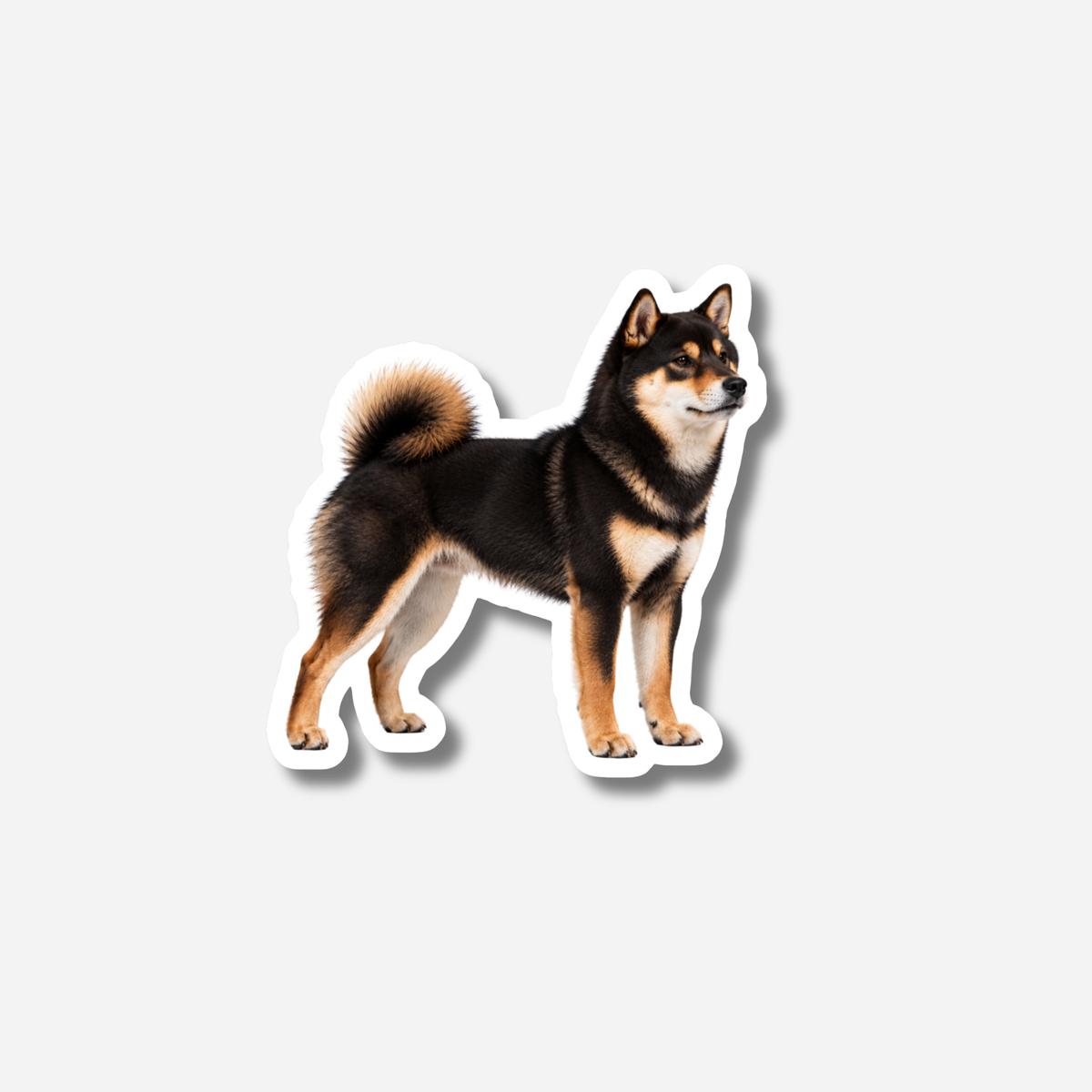 Shiba magneetti