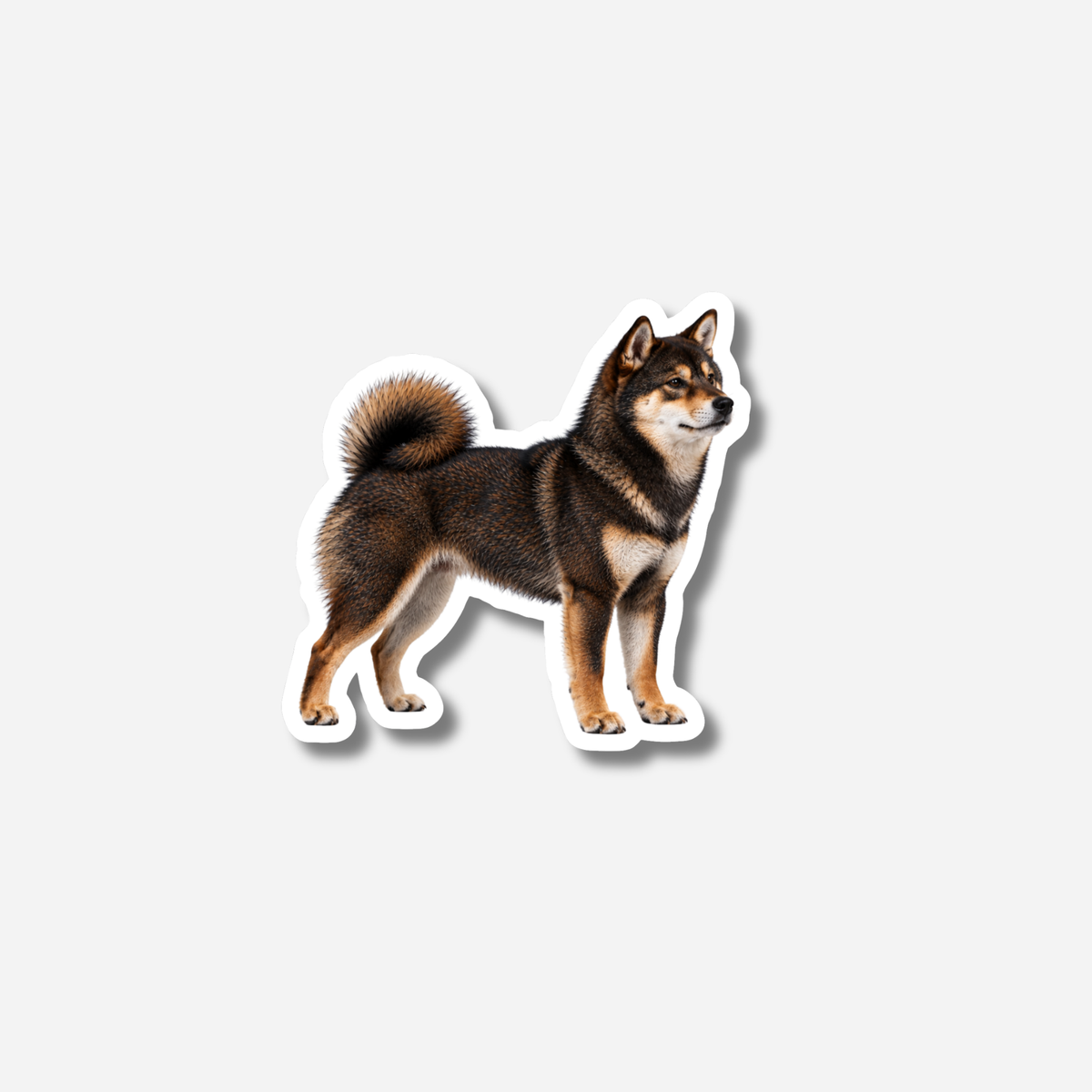 Shiba magneetti